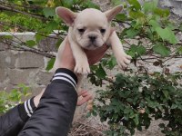 Blue tan platinyum french bulldog