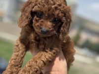 Ankaranın en güzel toy poodle yavruları ziyarete açık
