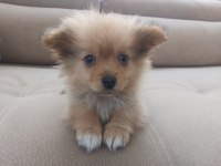 2 aylık erkek tilki surat pomeranian