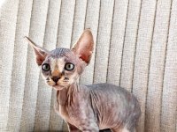 1,5 aylık dişi iki adet Sphynx