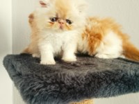 Safkan İran persian yavrular
