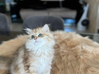 BRİTİSH LONGHAİR GOLDEN