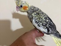 48 günlük full evcil PEARL SULTAN PAPAĞANI BEBEK