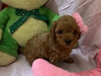 Toy poodle bebekleri