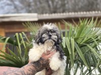 Aşılı Sağlıklı Shih Tzu Yavrular