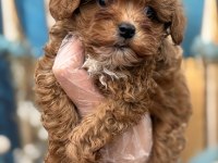 Orijinal en sevimli Kore Maltipoo
