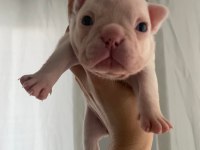 Dişi French Bulldog