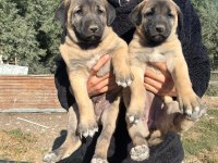 Sivas Kangalı Köpeklerimiz