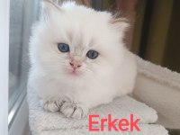 British Longhair erkek