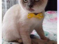 Scottish Fold 10 Aylık