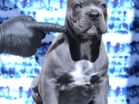 Fcı-Kıf Secereli Safkan Cane Corso Yavrular