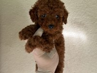 WC EĞİTİMLİ REDBROWN TOY POODLE YAVRUMUZ