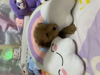 ORJİNAL F1 MALTIPOO 3.NESİL SHOW KALİTE