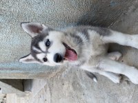 Orijinal Husky Yavruları