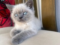 Blue point british shorthair bebekler