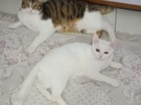 Acil sahiplendirme british shorthair