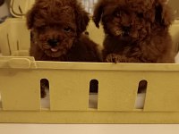 Kore tniy boy poodle bebekler