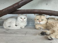 British shorthair silver point