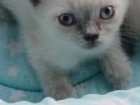 British Shorthair Yavrularımız