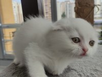 Yavru cins kedi uygun puanlı