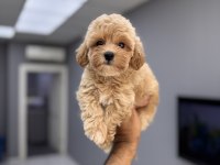 ÜST DÜZEY MALTİPOO YAVRULARIMIZ