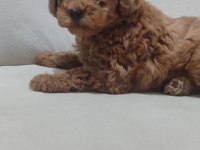 garantili kore kan poodle yavrular