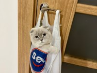 Alerjim nedeniyle scottish kedimi ücretsiz sahiplendirmek
