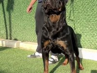 A KALİTE ROTTWEİLER ERKEK YAVRU