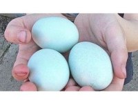 Ameraucana ve araucana ırkı tavuk/yarka
