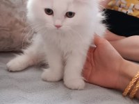 BEYAZ ALALI ÇOK GÜZEL 3 AYLIK KEDİMİZ