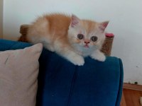 Exotic Shorthair Erkek Yavru