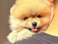 full şecereli ayıcık yüzlü pomeranian Boo