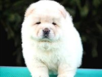 CHOW CHOW DÜNYASINDAN IRK GARANTİLİ YAVRULARIMIZ