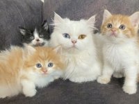 Sevimli Persian Yavrularımız Yeni Yuvalarını Arıyor