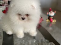 Teacup ayıcık pomeranian