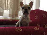 Sağlıklı,ırk garantili French Bulldog yavrusu
