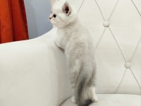 British shorthair ve scottish