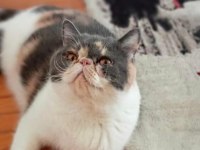 Exotic Shorthair Şeker yuvasını arıyor
