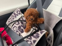 Yasal Köpek Çiftliğinden Toypoodle Yavrularımız 