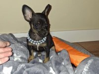 A Kalite Pinscher Yavrularımız