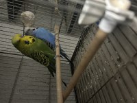 Hazır jumbo muhabbet kuşu takımlar