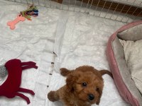 Yavru Dişi Toy Poodle