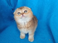 Dişi scottish fold golden