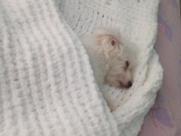 Sağlıklı maltese terrier 0 numara