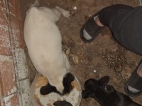 Yer olmadığı için satılık