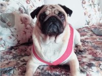 Yavru pug mops