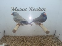 Her türden mutasyon jumbo zebra finch