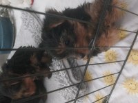 Yorkshire terrier bebekler