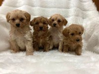 Sağlık garantili maltipoo bebeklerimiz