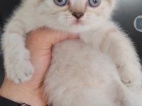 British Shorthair Kedisi